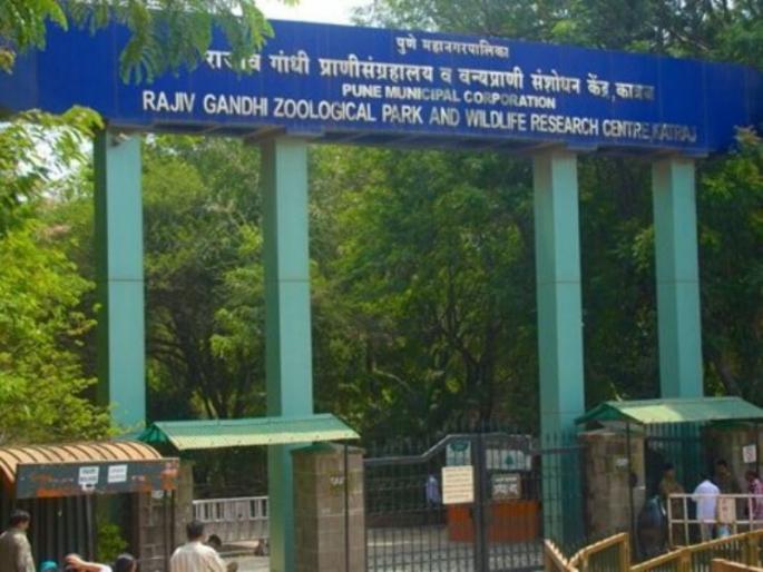 When will the Rajiv Gandhi Zoo park of Pune start? | मुंबईत सुरू, पुण्यातले राजीव गांधी प्राणिसंग्रहालय कधी सुरू होणार ? When will the Rajiv Gandhi Zoo park of Pune start? | मुंबईत सुरू, पुण्यातले राजीव गांधी प्राणिसंग्रहालय कधी सुरू होणार ?