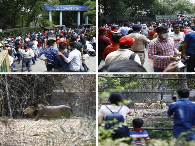The wait is over! After 2 years, Katraj zoo started, tourists were welcomed with roses ... | प्रतिक्षा संपली! तब्बल २ वर्षानंतर कात्रजचे प्राणी संग्रहालय सुरू, पर्यटकांचे गुलाबपुष्प देऊन स्वागत...
