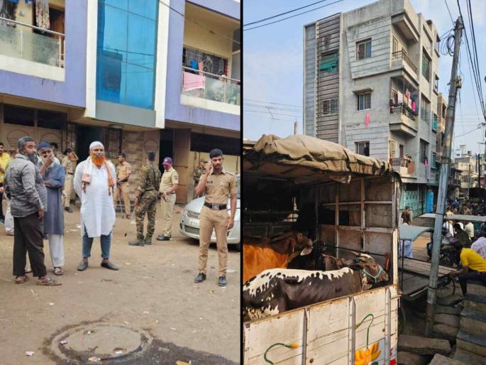 raids on illegal slaughterhouses More than 50 animals were rescued in Karhad | बेकायदेशीर कत्तलखान्यावर छापा; कऱ्हाडमध्ये ५० पेक्षा जास्त जनावरांची केली सुटका