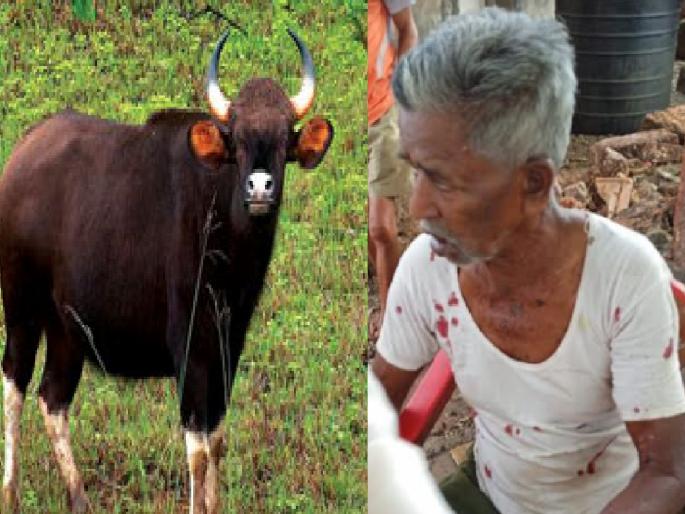 Old man seriously injured in cow attack in Chokul Sindhudurg | Sindhudurg: चौकुळ येथे गव्याच्या हल्ल्यात वृद्ध गंभीर जखमी, चौथी घटना