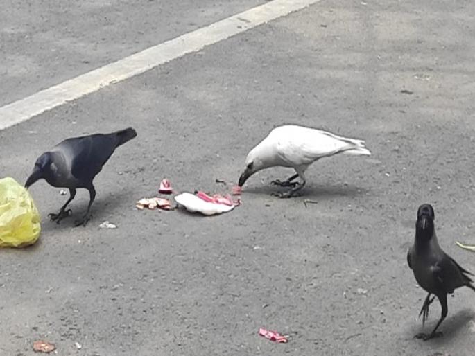 What do you say! A very white crow was found in Pune city area... | काय सांगता! पुणे शहर परिसरात आढळला चक्क पांढरा कावळा... What do you say! A very white crow was found in Pune city area... | काय सांगता! पुणे शहर परिसरात आढळला चक्क पांढरा कावळा...