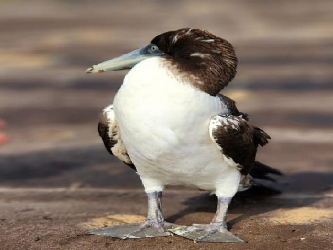Rare sea raven saved in Dapoli | Ratnagiri: दापोलीत दुर्मीळ समुद्री कावळ्याला जीवदान, भारतात दिसतो क्वचितच