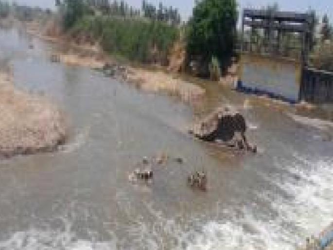 Water has arrived in Kavthemahankal taluka sangli, water shortage will be removed | Sangli: कवठेमहांकाळ तालुक्यात आले पाणी, पाणीटंचाई दूर होणार Water has arrived in Kavthemahankal taluka sangli, water shortage will be removed | Sangli: कवठेमहांकाळ तालुक्यात आले पाणी, पाणीटंचाई दूर होणार