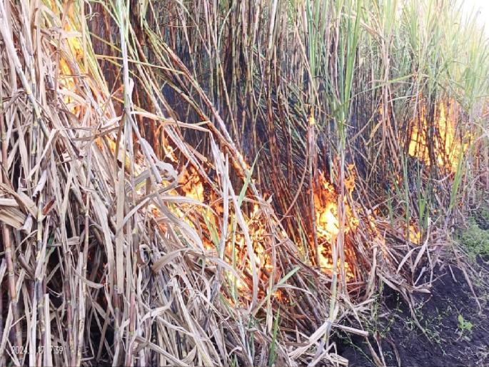 50 acres of sugarcane burnt in Kavtheekand in Sangli, second incident in four days | सांगलीतील कवठेएकंदमध्ये ५० एकर ऊस जळून खाक, चार दिवसांत दुसरी घटना  50 acres of sugarcane burnt in Kavtheekand in Sangli, second incident in four days | सांगलीतील कवठेएकंदमध्ये ५० एकर ऊस जळून खाक, चार दिवसांत दुसरी घटना