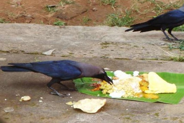 When will a ghost of a raven descend from a peanut? | जन्म-मृत्यूचा फेरा : कावळ्याचे भूत मानगुटीवरून कधी उतरणार?