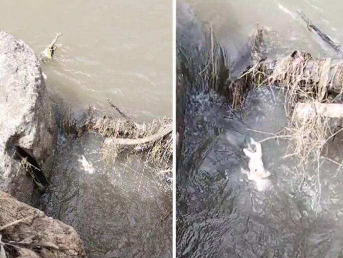 Baby thrown mercilessly in Kayadhu river, search for parents begins | निर्दयीपणे कयाधू नदीपात्रात फेकले अर्भक, पोलिसांकडून मातापित्याचा शोध सुरू Baby thrown mercilessly in Kayadhu river, search for parents begins | निर्दयीपणे कयाधू नदीपात्रात फेकले अर्भक, पोलिसांकडून मातापित्याचा शोध सुरू