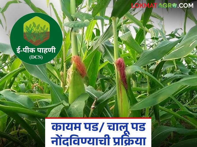 Latest news e Pik Pahani Simple process to register permanent fall/current fall through e-Peak Survey app, read in detail | E Pik Pahani : ई-पीक पाहणी ॲपमधून कायम पड/ चालू पड नोंदविण्याची सोपी प्रक्रिया, वाचा सविस्तर 