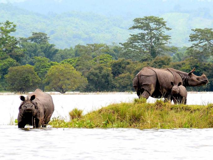 Water came in 'Kaziranga'; 23 animal deaths | ‘काझीरंगा’त पाणी शिरले; २३ प्राण्यांचा मृत्यू