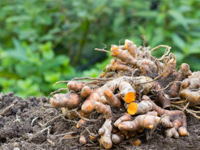 Yielding 300 quintals of turmeric in ten acres, this farmer earned... | दहा एकरांत ३०० क्विंटल हळदीचे उत्पन्न काढले, या शेतकऱ्याने कमावले... Yielding 300 quintals of turmeric in ten acres, this farmer earned... | दहा एकरांत ३०० क्विंटल हळदीचे उत्पन्न काढले, या शेतकऱ्याने कमावले...