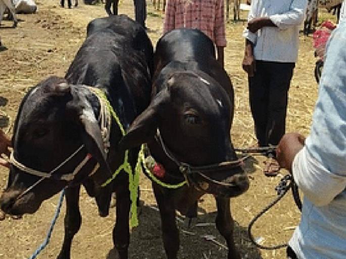 A couple of lakhs in 50 thousand: Can the cost of Raja-Sarja be met? | लाखाची जोडी ५० हजारांत; राजा-सर्जाचा खर्च पेलता येईल का? A couple of lakhs in 50 thousand: Can the cost of Raja-Sarja be met? | लाखाची जोडी ५० हजारांत; राजा-सर्जाचा खर्च पेलता येईल का?