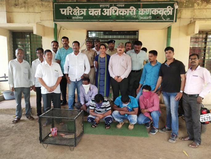 In the case of smuggled cat smuggled four | खवल्या मांजराच्या तस्करी प्रकरणी चौघे ताब्यात In the case of smuggled cat smuggled four | खवल्या मांजराच्या तस्करी प्रकरणी चौघे ताब्यात