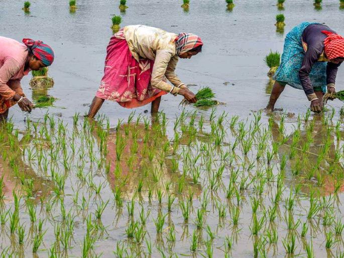 Farmers preserved the tradition of paddy farming; Bumper planting this year too | शेतकऱ्यांनी जपली धान शेतीची परंपरा; यंदाही बम्पर लागवड Farmers preserved the tradition of paddy farming; Bumper planting this year too | शेतकऱ्यांनी जपली धान शेतीची परंपरा; यंदाही बम्पर लागवड
