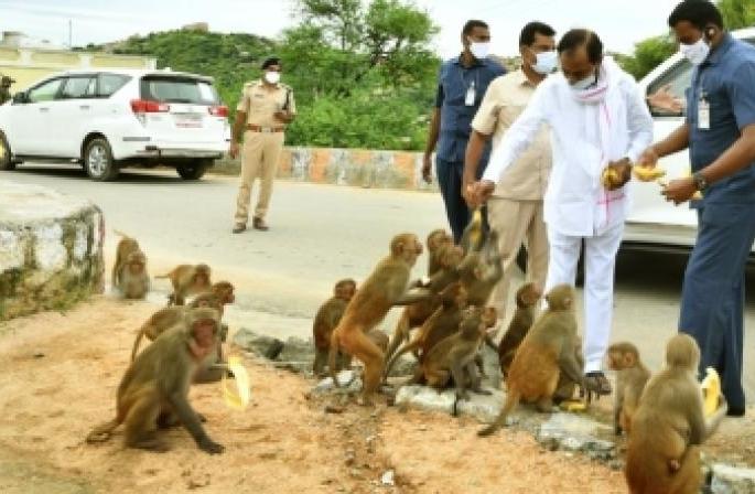 KCR feeds Yadagiri Gutta monkeys with bananas! | केसीआर यांनी यादागिरीगुट्टाच्या माकडांना खाऊ घातली केळी! KCR feeds Yadagiri Gutta monkeys with bananas! | केसीआर यांनी यादागिरीगुट्टाच्या माकडांना खाऊ घातली केळी!