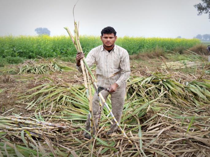 Settlement in the interest of sugarcane farmers and manufacturers | ऊस शेतकरी-कारखानदारांच्या हिताचा तोडगा; स्वाभिमानीची झाकली मूठ Settlement in the interest of sugarcane farmers and manufacturers | ऊस शेतकरी-कारखानदारांच्या हिताचा तोडगा; स्वाभिमानीची झाकली मूठ