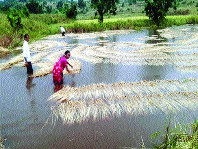 Rain wastes in rice paddy | पावसाने भातपीक गेले वाया Rain wastes in rice paddy | पावसाने भातपीक गेले वाया