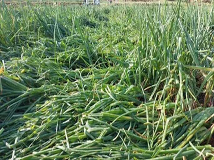 Panchnama of crop damage on two and a half thousand hectares area in Buldhana district is complete | बुलढाणा जिल्ह्यातील अडीच हजार हेक्टर क्षेत्रावरील पीक नुकसानाचे पंचनामे पूर्ण Panchnama of crop damage on two and a half thousand hectares area in Buldhana district is complete | बुलढाणा जिल्ह्यातील अडीच हजार हेक्टर क्षेत्रावरील पीक नुकसानाचे पंचनामे पूर्ण