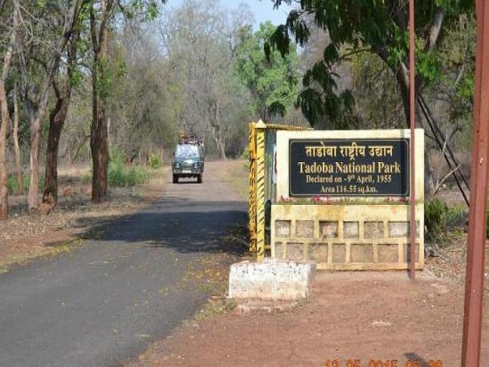 Tree plantation in 'Tadoba' to break the cliff in Mumbai | मुंबईतील कोंडी फोडण्यासाठी ‘ताडोबा’त वृक्षलागवड Tree plantation in 'Tadoba' to break the cliff in Mumbai | मुंबईतील कोंडी फोडण्यासाठी ‘ताडोबा’त वृक्षलागवड