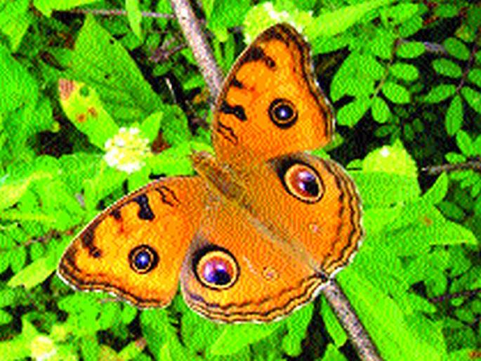 Butterflies known by the name Kuchalpad | मुग्धपंखी, कुचलपाद नावांनी ओळखली जाणार फुलपाखरे Butterflies known by the name Kuchalpad | मुग्धपंखी, कुचलपाद नावांनी ओळखली जाणार फुलपाखरे