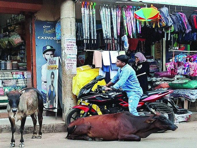 cattle, stray dogs disturb citizens in Mangaon | मोकाट गुरे, भटक्या कुत्र्यांमुळे माणगावमध्ये नागरिक त्रस्त cattle, stray dogs disturb citizens in Mangaon | मोकाट गुरे, भटक्या कुत्र्यांमुळे माणगावमध्ये नागरिक त्रस्त