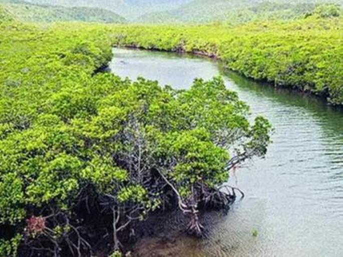 The city's first Kandalvan park will be built on the Varsave creek bridge | वरसावेतील खाडी पुला लागत होणार शहरातले पहिले कांदळवन उद्यान The city's first Kandalvan park will be built on the Varsave creek bridge | वरसावेतील खाडी पुला लागत होणार शहरातले पहिले कांदळवन उद्यान