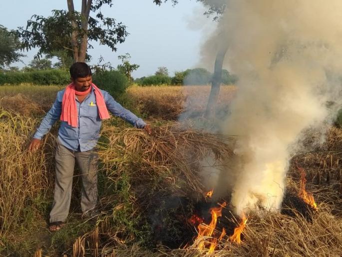 Farmers burn vertical field paddy crop | शेतकऱ्याने जाळले उभ्या शेतातील धान पीक Farmers burn vertical field paddy crop | शेतकऱ्याने जाळले उभ्या शेतातील धान पीक