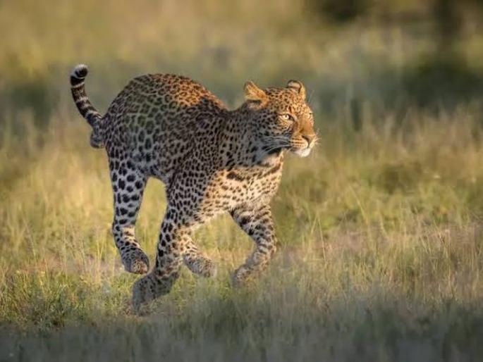 Leopard presense in Gudadhi area of Akola | गुडधी शिवारात बिबट्याचा वावर! Leopard presense in Gudadhi area of Akola | गुडधी शिवारात बिबट्याचा वावर!