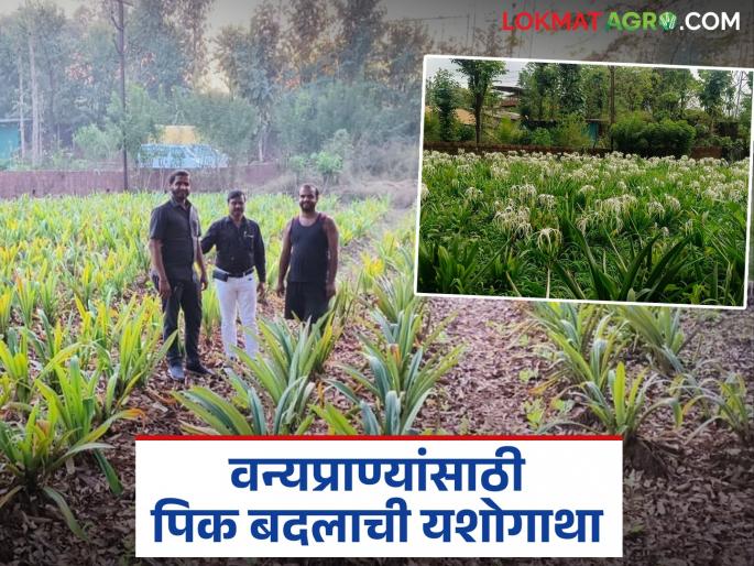 This new flower crop alternative to crop damage caused by wild animals has been discovered; Read in detail | वन्य प्राण्यांमुळे होणाऱ्या पिकाच्या नुकसानीवर शोधला 'ह्या' नवीन फुल पिकाचा पर्याय; वाचा सविस्तर This new flower crop alternative to crop damage caused by wild animals has been discovered; Read in detail | वन्य प्राण्यांमुळे होणाऱ्या पिकाच्या नुकसानीवर शोधला 'ह्या' नवीन फुल पिकाचा पर्याय; वाचा सविस्तर