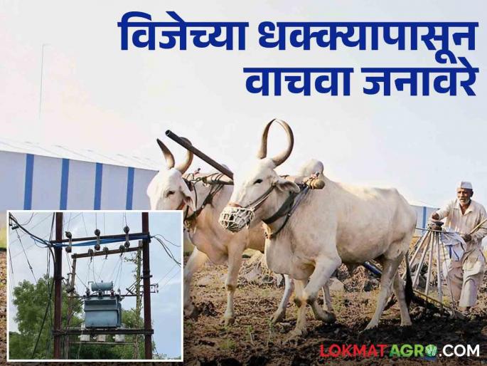 Farmers to save animals from electric shock? Then take such care while working in the Farm | शेतकऱ्यांनो विद्युत धक्क्यातून जनावरे वाचवायची? मग शेतात काम करतांना अशी काळजी घ्या  Farmers to save animals from electric shock? Then take such care while working in the Farm | शेतकऱ्यांनो विद्युत धक्क्यातून जनावरे वाचवायची? मग शेतात काम करतांना अशी काळजी घ्या