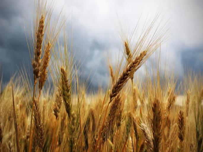 Export of one crore tonnes of agricultural commodities from India throughout the year; Wheat export record | भारतातून वर्षभरात सव्वाचार कोटी टन कृषी मालाची निर्यात; गहू निर्यातीचा विक्रम  Export of one crore tonnes of agricultural commodities from India throughout the year; Wheat export record | भारतातून वर्षभरात सव्वाचार कोटी टन कृषी मालाची निर्यात; गहू निर्यातीचा विक्रम