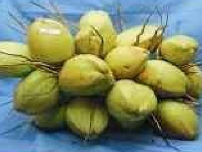 Recommendations for cultivation of Kera Keralam variety in Konkan | कोकणात ‘केरा केरलम’वाणाच्या लागवडीसाठी शिफारस, वैशिष्ट्ये काय.. जाणून घ्या Recommendations for cultivation of Kera Keralam variety in Konkan | कोकणात ‘केरा केरलम’वाणाच्या लागवडीसाठी शिफारस, वैशिष्ट्ये काय.. जाणून घ्या