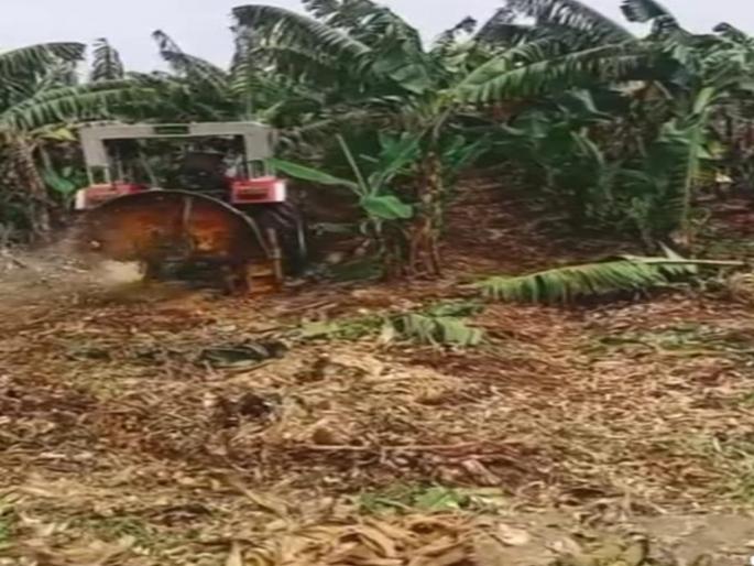 pune news farmers desperate as banana crop prices fall; lowest price in three years; difficult to recover production costs | केळी पिकाचे दर घसरल्याने शेतकरी हतबल;तीन वर्षांतील नीचांकी भाव; उत्पादन खर्च वसूल करणे कठीण