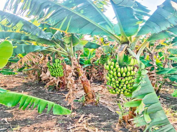 pune news Agriculture Sector Instead of selling bananas for Rs 2-3, he left the crop in the field!, a farmer from Baramati's outrageous decision | २-३ रुपयांत केळी विकण्यापेक्षा शेतातच सोडून दिलं पीक..! बारामतीतील शेतकऱ्याचा संतापजनक निर्णय pune news Agriculture Sector Instead of selling bananas for Rs 2-3, he left the crop in the field!, a farmer from Baramati's outrageous decision | २-३ रुपयांत केळी विकण्यापेक्षा शेतातच सोडून दिलं पीक..! बारामतीतील शेतकऱ्याचा संतापजनक निर्णय
