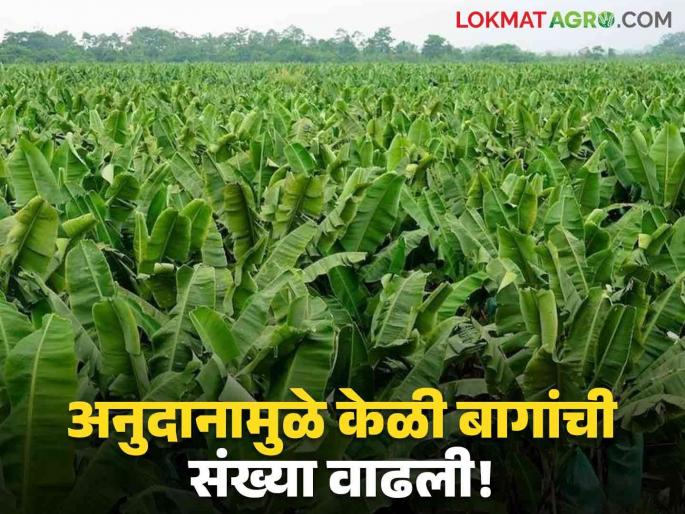 Latest News Agriculture News Banana farming on 400 acres in Wardha, after mrgs subsidy | Agriculture News : वर्ध्यात 400 एकरवर केळीच्या बागा, अनुदानामुळे बागांची संख्या वाढली! Latest News Agriculture News Banana farming on 400 acres in Wardha, after mrgs subsidy | Agriculture News : वर्ध्यात 400 एकरवर केळीच्या बागा, अनुदानामुळे बागांची संख्या वाढली!