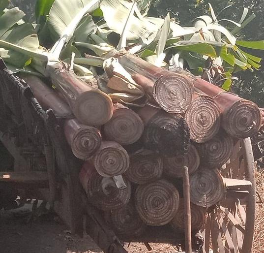 Time to throw bananas in Raver Taluka due to lack of water | रावेर तालुक्यात पाण्याअभावी केळीची खोडे उपटून फेकण्याची वेळ Time to throw bananas in Raver Taluka due to lack of water | रावेर तालुक्यात पाण्याअभावी केळीची खोडे उपटून फेकण्याची वेळ