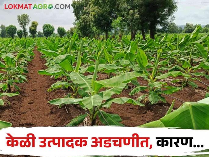 Latest News Banana producers in trouble do not get board price for banana | Agriculture News : .... तरच केळीला बोर्ड भाव मिळणे शक्य, नेमकं कारण काय? वाचा सविस्तर  Latest News Banana producers in trouble do not get board price for banana | Agriculture News : .... तरच केळीला बोर्ड भाव मिळणे शक्य, नेमकं कारण काय? वाचा सविस्तर