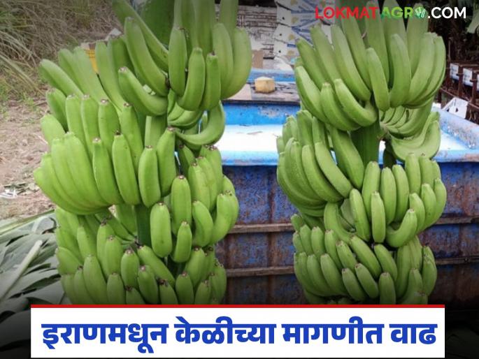 Demand for bananas from Iran increases; prices likely to improve in next 8 to 10 days | केळीला इराणमधून मागणी वाढली; पुढील ८ ते १० दिवसांत दरात सुधारणा होण्याची शक्यता Demand for bananas from Iran increases; prices likely to improve in next 8 to 10 days | केळीला इराणमधून मागणी वाढली; पुढील ८ ते १० दिवसांत दरात सुधारणा होण्याची शक्यता