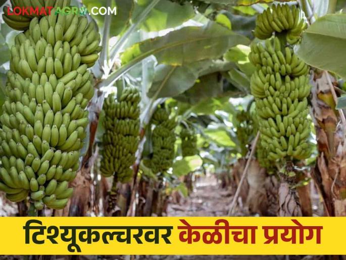 Latest News Banana Farming Cultivation on tissue culture, use of cow dung, export of banana from farmer Rajendra Patil's farm to Iran | Banana Farming : टिश्यूकल्चरवरील लागवड, शेणखताचा वापर, भडगावच्या शेतकऱ्याच्या केळीची इराणला निर्यात 