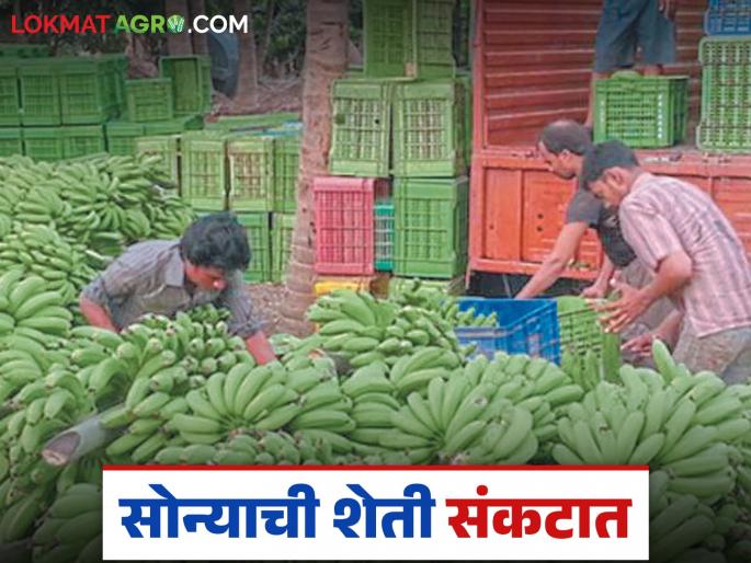 Latest News Keli Market Banana prices fell by 28 thousand to 32 thousand per tonne in October, read in detail | Keli Market : केळीचा भाव ऑक्टोबर महिन्यात प्रति टन 28 ते 32 हजाराने घसरला, वाचा सविस्तर 
