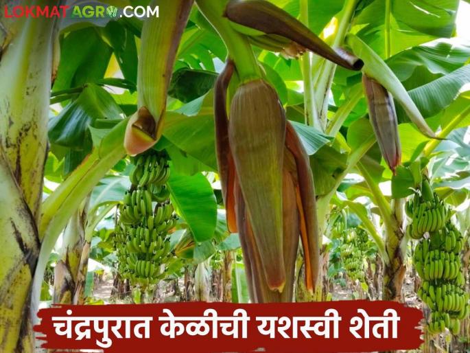 Latest News Banana Farming Jalgaon's banana blossomed in Chandrapur, the first successful experiment of six friends  | Banana Farming : जळगावची केळी चंद्रपुरात बहरली, सहा मित्रांचा पहिल्यांदाच यशस्वी प्रयोग  Latest News Banana Farming Jalgaon's banana blossomed in Chandrapur, the first successful experiment of six friends  | Banana Farming : जळगावची केळी चंद्रपुरात बहरली, सहा मित्रांचा पहिल्यांदाच यशस्वी प्रयोग