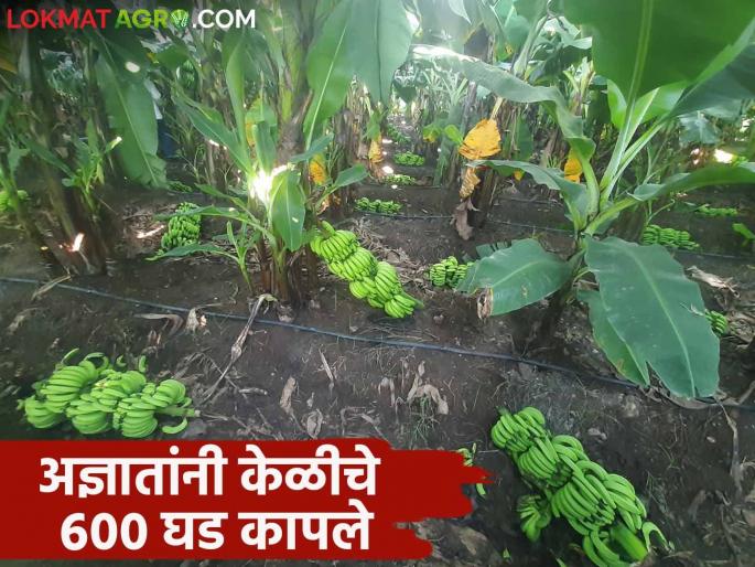 600 bunches of bananas to be harvested in 15 days were cut by unknown persons Loss of 5 lakhs to the farmer | १५ दिवसांत काढणीस येणारे ६०० केळीचे घड अज्ञातांनी कापले शेतकऱ्याचे ५ लाखांचे नुकसान 600 bunches of bananas to be harvested in 15 days were cut by unknown persons Loss of 5 lakhs to the farmer | १५ दिवसांत काढणीस येणारे ६०० केळीचे घड अज्ञातांनी कापले शेतकऱ्याचे ५ लाखांचे नुकसान