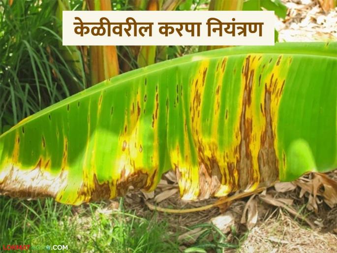 latest news banana Market down also karpa disease on keli crop how to manage it | Keli Karpa : केळीला दर नाही अन् करप्याचा प्रादुर्भावही वाढला, काय उपाययोजना कराल? 