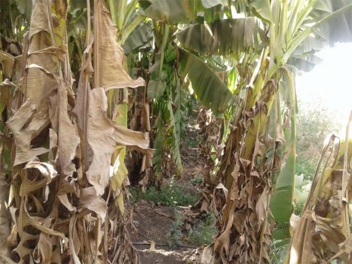 Bananas affected in three and a half thousand hectares in 105 villages | १०५ गावांमध्ये साडेतीन हजार हेक्टरमधील केळी बाधित Bananas affected in three and a half thousand hectares in 105 villages | १०५ गावांमध्ये साडेतीन हजार हेक्टरमधील केळी बाधित