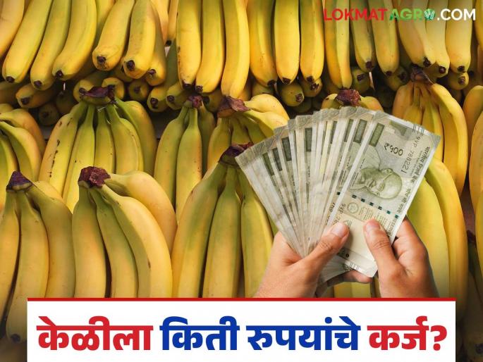 Latest News Crop loan 1.25 lakhs for banana, how much for cotton and sugarcane Read in detail | Jalgaon District Bank : यंदा केळीला सव्वा लाखांचे कर्ज, कापूस अन् ऊसाला किती? वाचा सविस्तर 