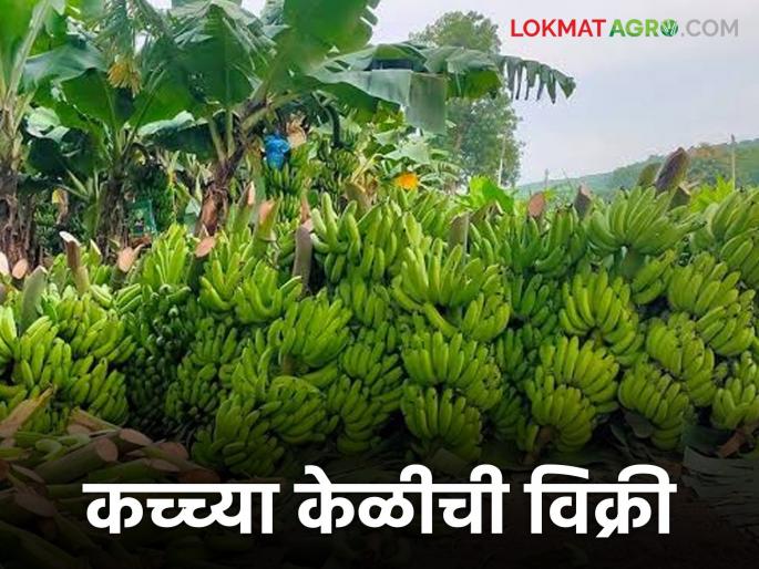 Latest News agriculture News Buying raw bananas by going to farmers' farms | Agriculture News : अवकाळीने झोडपले, कष्टातून बाग फुलवली, आता थेट बांधावरून केळीची विक्री 