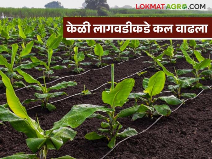 Banana Cultivation : Farmers feel comfortable with Banana Cultivation | Banana Cultivation : उसाच्या वाताहतीमुळे केळीचा पर्याय; शेतकऱ्यांना सोयीचा वाटतोय Banana Cultivation : Farmers feel comfortable with Banana Cultivation | Banana Cultivation : उसाच्या वाताहतीमुळे केळीचा पर्याय; शेतकऱ्यांना सोयीचा वाटतोय