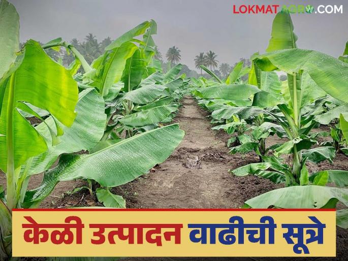 Keli Lagwad : Low cost tips for quality banana production; Read in detail | Keli Lagwad : केळी पिकातील दर्जेदार उत्पादनासाठी कमी खर्चाच्या टिप्स; वाचा सविस्तर Keli Lagwad : Low cost tips for quality banana production; Read in detail | Keli Lagwad : केळी पिकातील दर्जेदार उत्पादनासाठी कमी खर्चाच्या टिप्स; वाचा सविस्तर