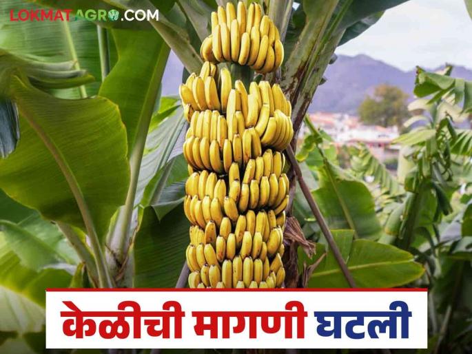 Keli Market: Bananas are currently getting this per quintal price, read in detail | Keli Market : सध्या केळीला मिळतोय प्रतिक्विंटल 'हा' दर वाचा सविस्तर Keli Market: Bananas are currently getting this per quintal price, read in detail | Keli Market : सध्या केळीला मिळतोय प्रतिक्विंटल 'हा' दर वाचा सविस्तर