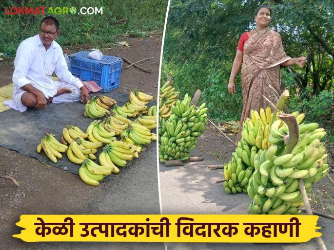 latest news Banana Market: 'Hard work is worth the price of gold!' Read the details of the time to sell bananas on the street | Banana Market : 'कष्टाचं सोनं मातीमोल!' रस्त्यावर केळी विकण्याची वेळ वाचा सविस्तर latest news Banana Market: 'Hard work is worth the price of gold!' Read the details of the time to sell bananas on the street | Banana Market : 'कष्टाचं सोनं मातीमोल!' रस्त्यावर केळी विकण्याची वेळ वाचा सविस्तर