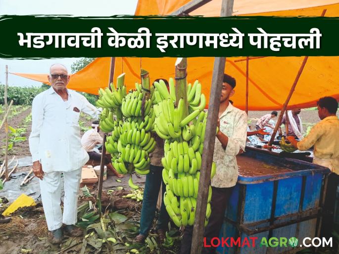 Latest News keli niryat Three thousand bananas in two acres, exported directly to Iran, income of five lakhs | दोन एकरात तीन हजार केळी, थेट इराणला निर्यात, आतापर्यंत साडे पाच लाखांचं उत्पन्न 
