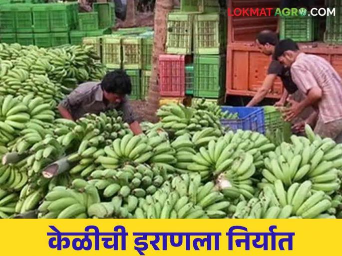 Latest News Bhadgaon farmer's bananas export to Iran check here details | Banana Export : गिरणा काठची केळी इराणला रवाना, भडगावच्या शेतकऱ्याचा पाच एकरवर केळीचा मळा  Latest News Bhadgaon farmer's bananas export to Iran check here details | Banana Export : गिरणा काठची केळी इराणला रवाना, भडगावच्या शेतकऱ्याचा पाच एकरवर केळीचा मळा